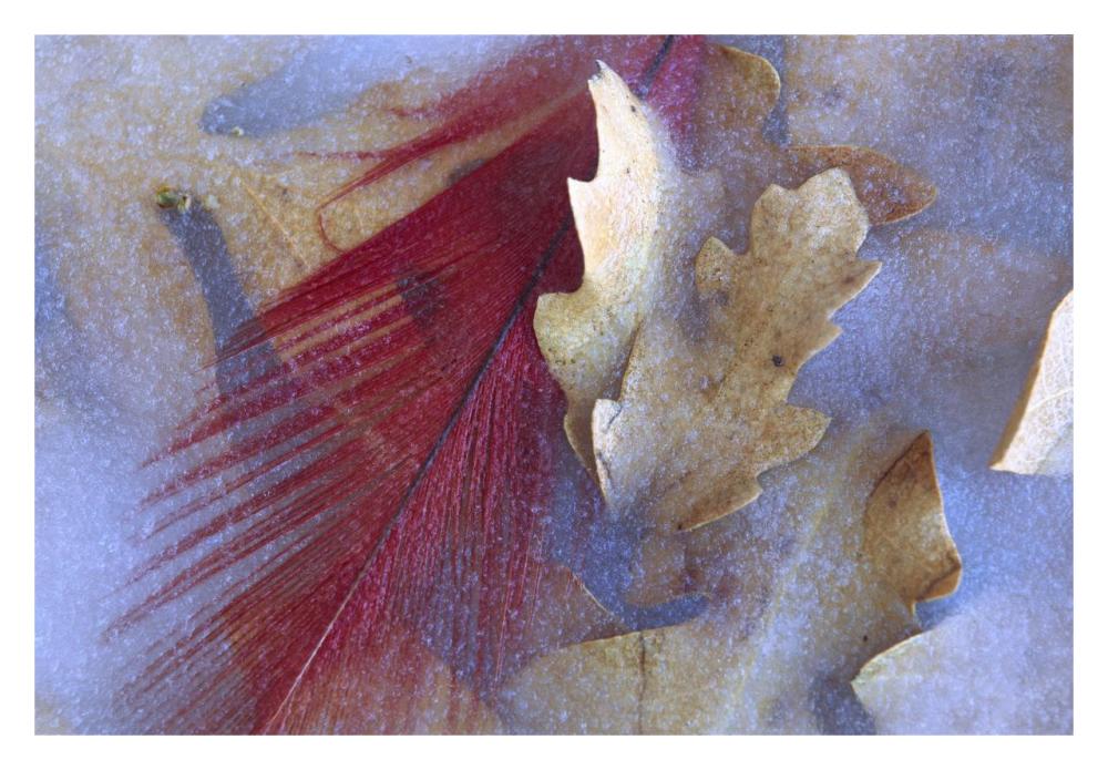 Northern Cardinal Feather And Oak Leaves Frozen In Ice, Arizona-Paper Art-32X22