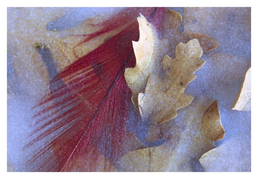 Northern Cardinal Feather And Oak Leaves Frozen In Ice, Arizona-Paper Art-38X26