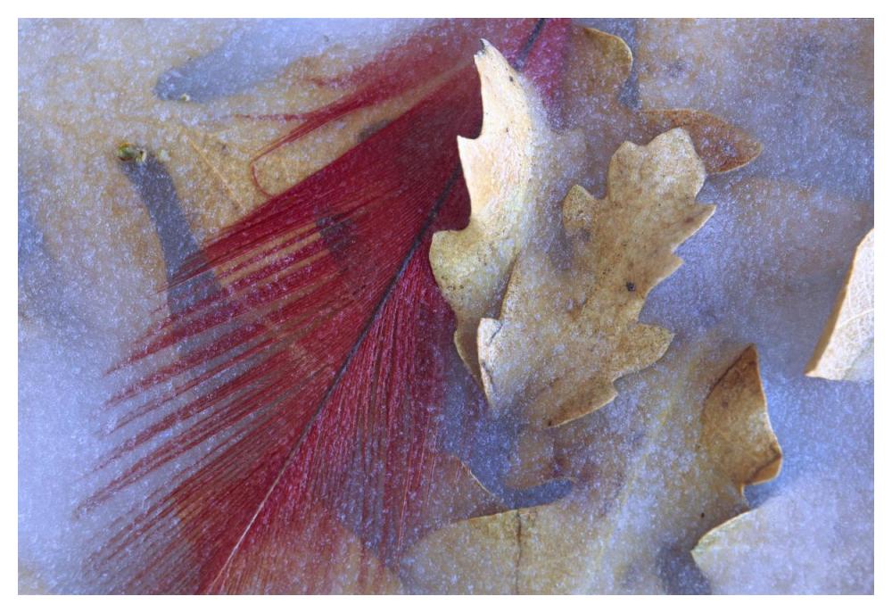 Northern Cardinal Feather And Oak Leaves Frozen In Ice, Arizona-Paper Art-50X34