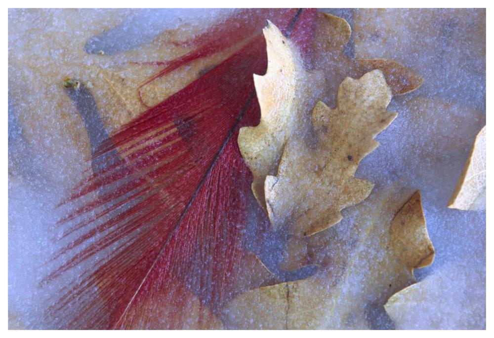 Northern Cardinal Feather And Oak Leaves Frozen In Ice, Arizona-Paper Art-62X42
