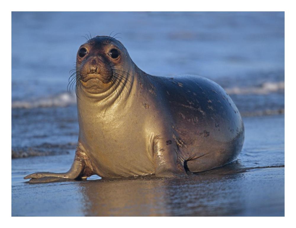 Northern Elephant Seal Female Laying On Beach, California Coast-Paper Art-26X20