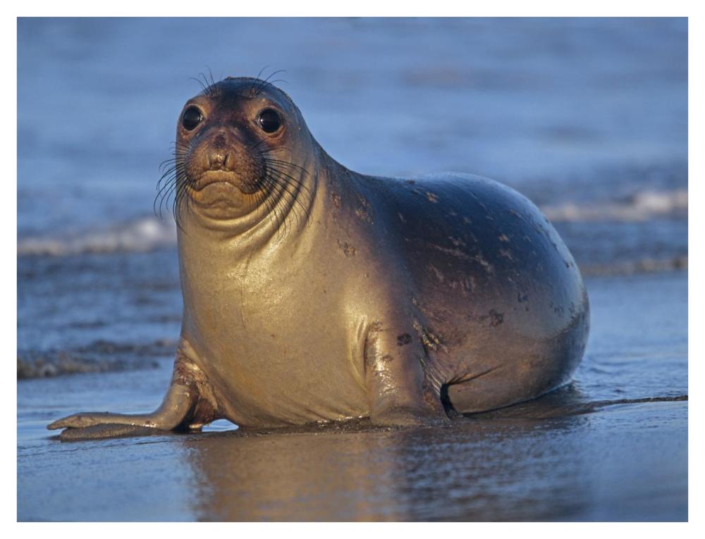 Northern Elephant Seal Female Laying On Beach, California Coast-Paper Art-42X32