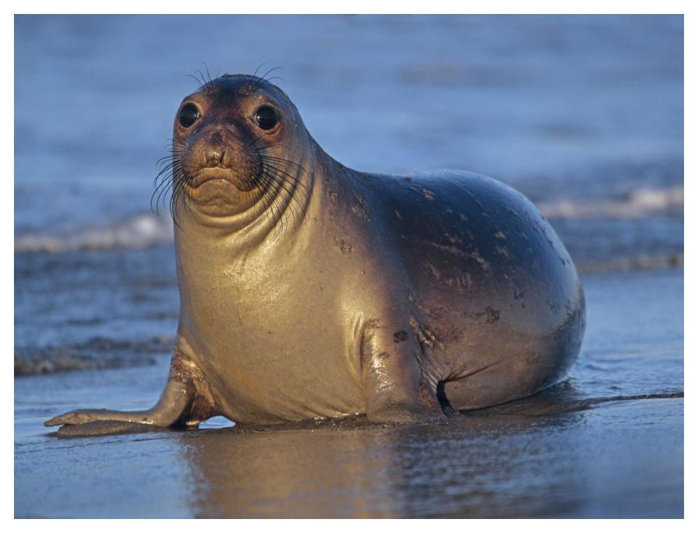 Northern Elephant Seal Female Laying On Beach, California Coast-Paper Art-50X38