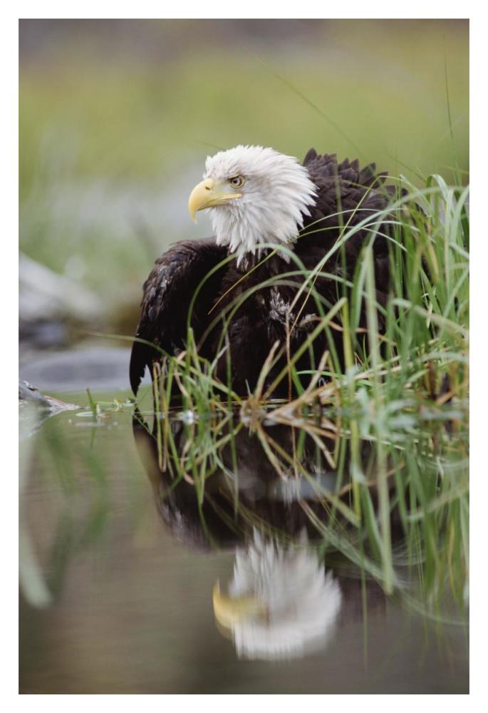 Bald Eagle With Reflection At The Edge Of A Lake, North America-Paper Art-14X20