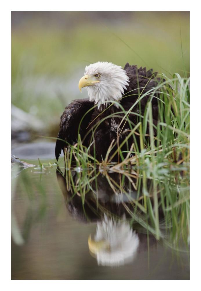 Bald Eagle With Reflection At The Edge Of A Lake, North America-Paper Art-18X26