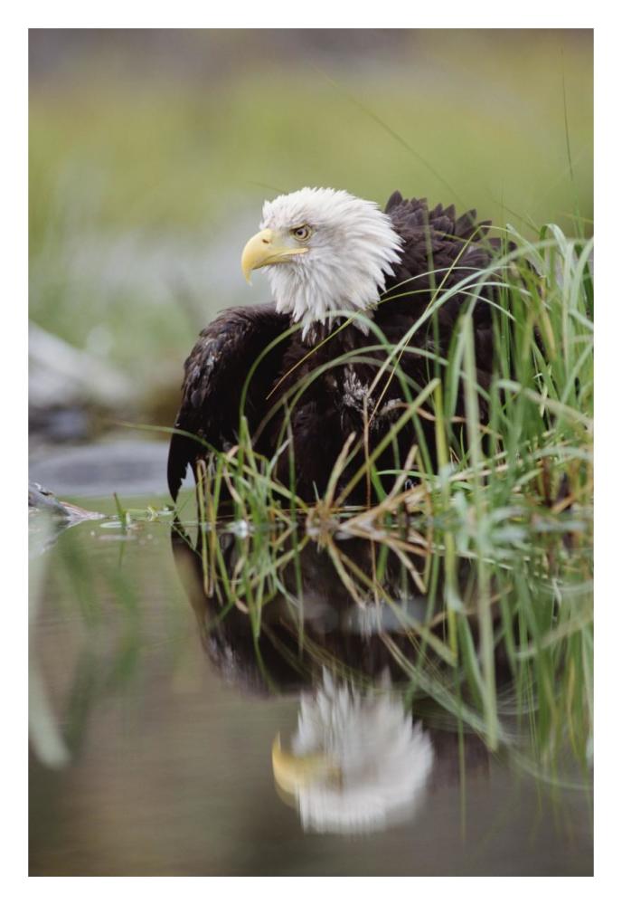 Bald Eagle With Reflection At The Edge Of A Lake, North America-Paper Art-22X32