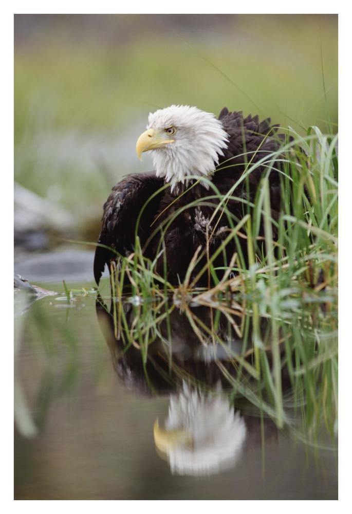 Bald Eagle With Reflection At The Edge Of A Lake, North America-Paper Art-26X38