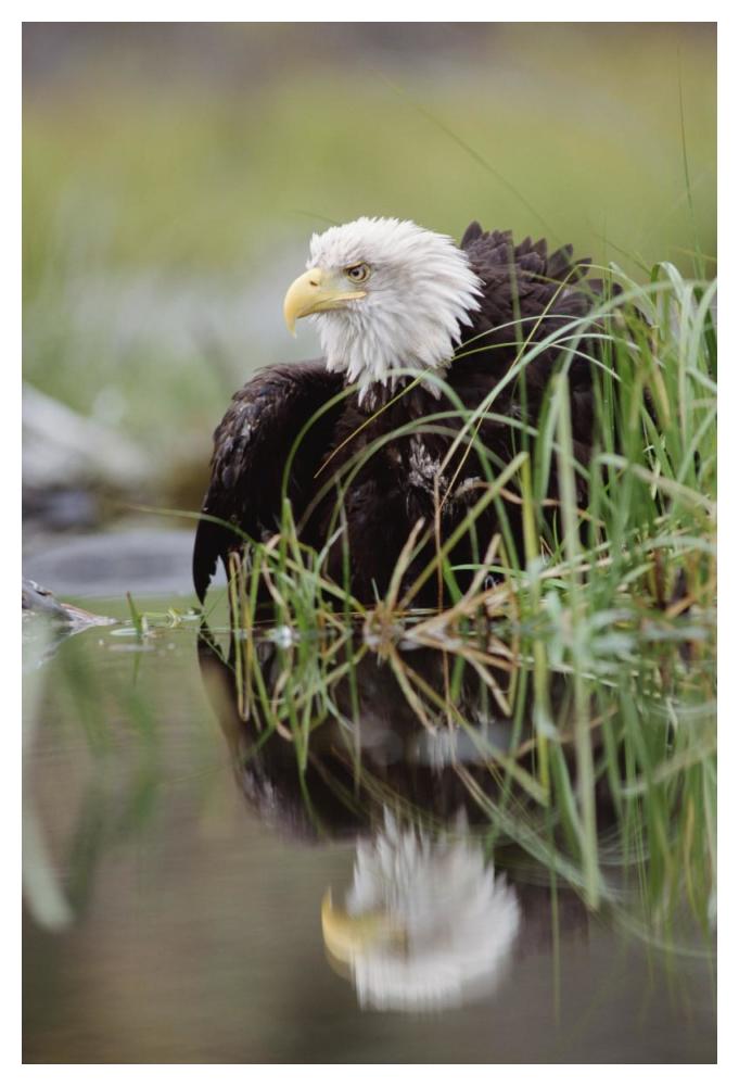 Bald Eagle With Reflection At The Edge Of A Lake, North America-Paper Art-34X50