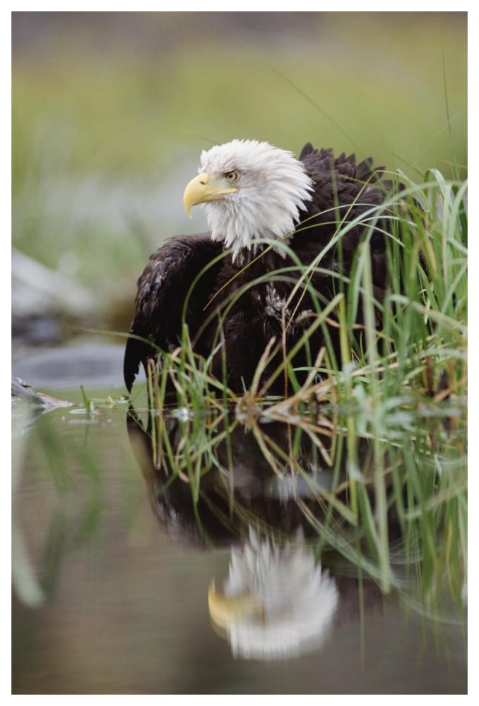 Bald Eagle With Reflection At The Edge Of A Lake, North America-Paper Art-42X62