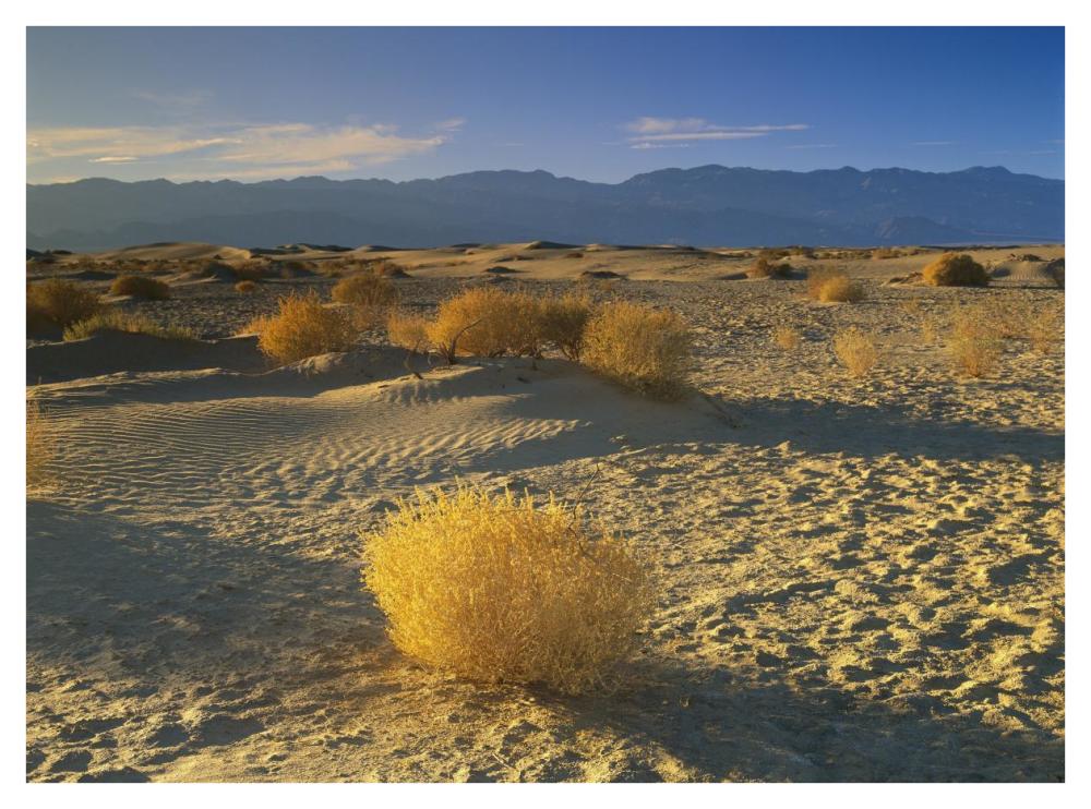 Mesquite Flat Sand Dunes, Death Valley National Park, California-Paper Art-42X32