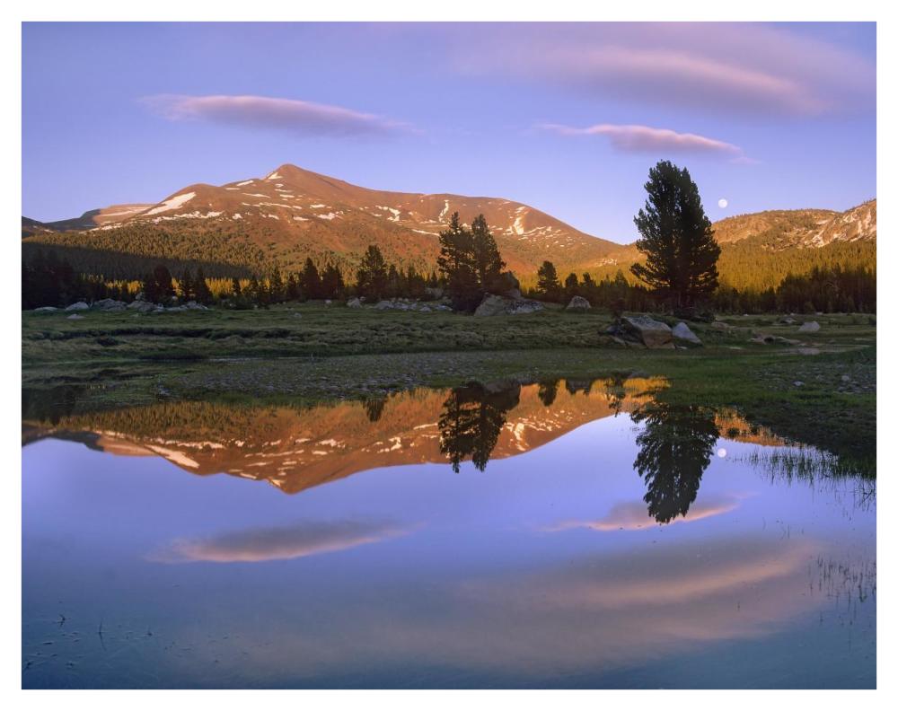 Mount Dana Reflected In Pond, Yosemite National Park, California-Paper Art-42X32