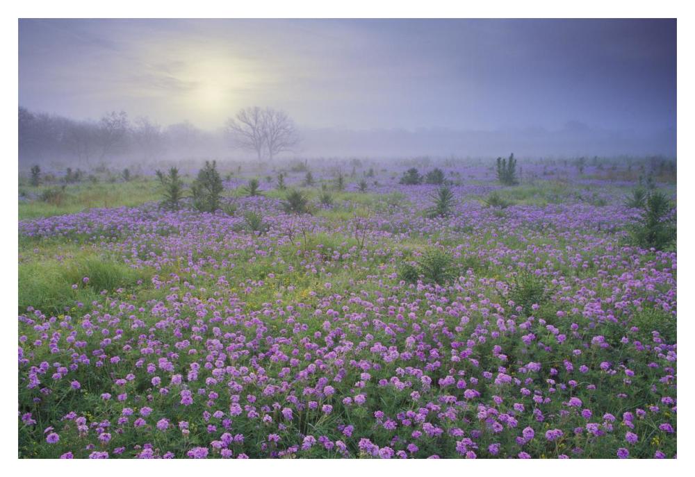 Sand Verbena Flower Field At Sunrise In Fog, Hill Country, Texas-Paper Art-20X14