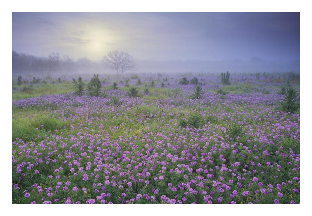 Sand Verbena Flower Field At Sunrise In Fog, Hill Country, Texas-Paper Art-26X18