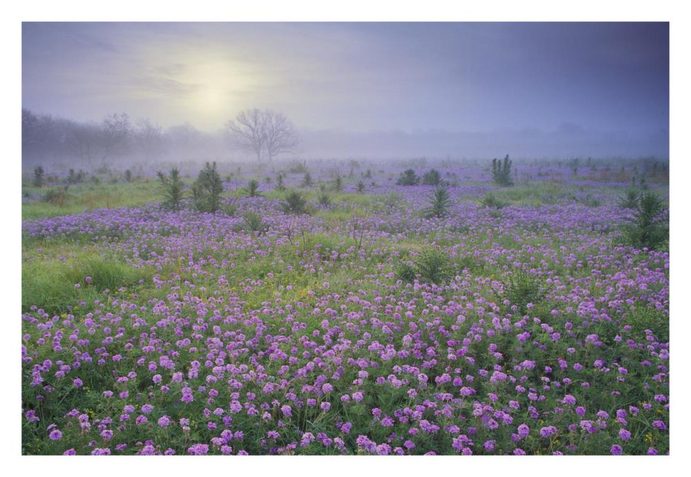 Sand Verbena Flower Field At Sunrise In Fog, Hill Country, Texas-Paper Art-32X22