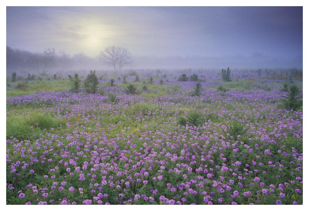 Sand Verbena Flower Field At Sunrise In Fog, Hill Country, Texas-Paper Art-50X34