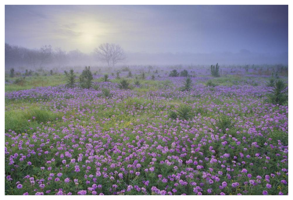 Sand Verbena Flower Field At Sunrise In Fog, Hill Country, Texas-Paper Art-62X42