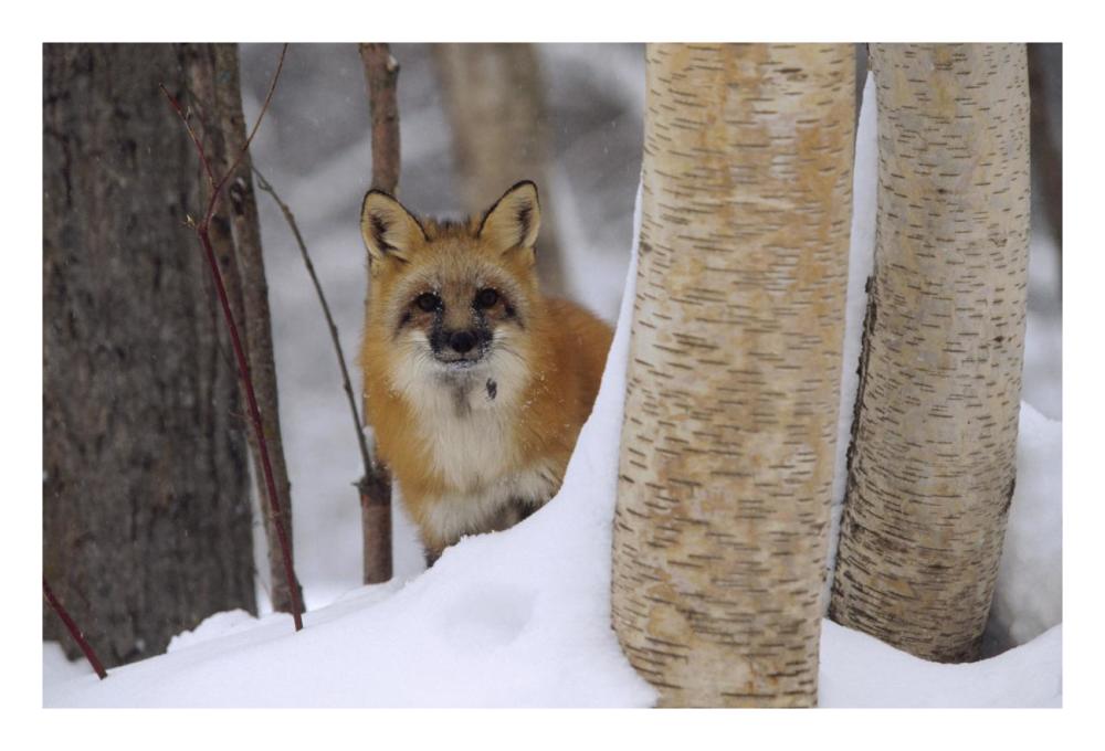 Red Fox Looking Out From Behind Trees In A Snowy Forest, Montana-Paper Art-26X18
