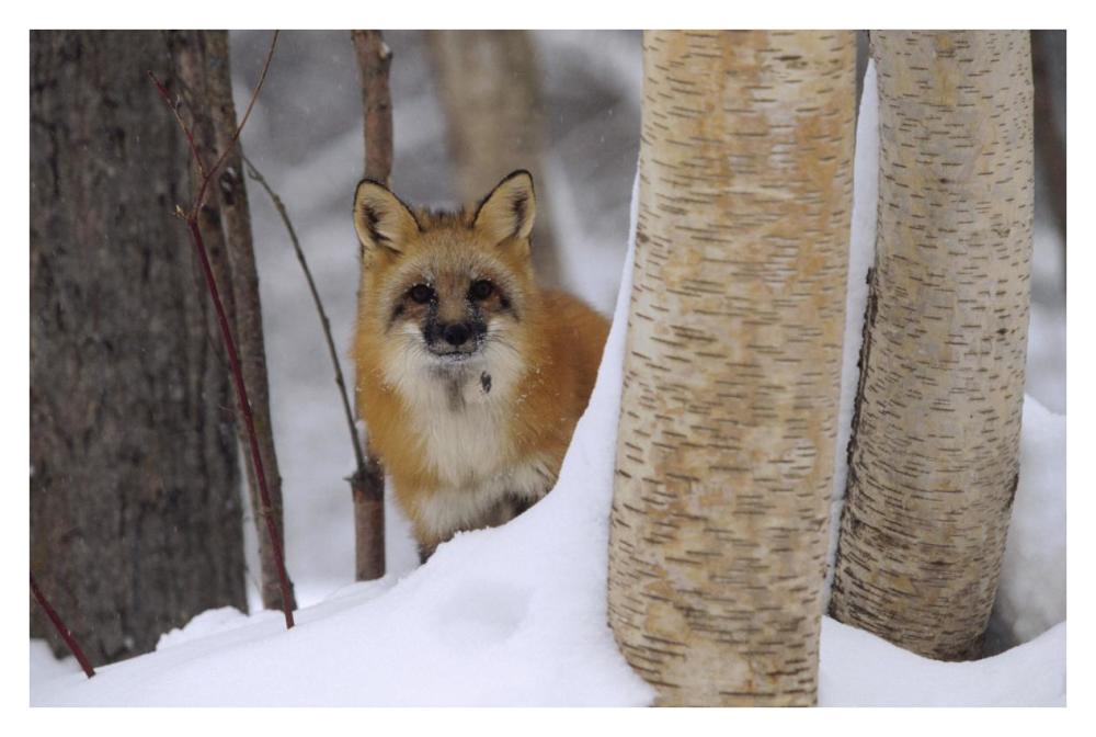 Red Fox Looking Out From Behind Trees In A Snowy Forest, Montana-Paper Art-38X26
