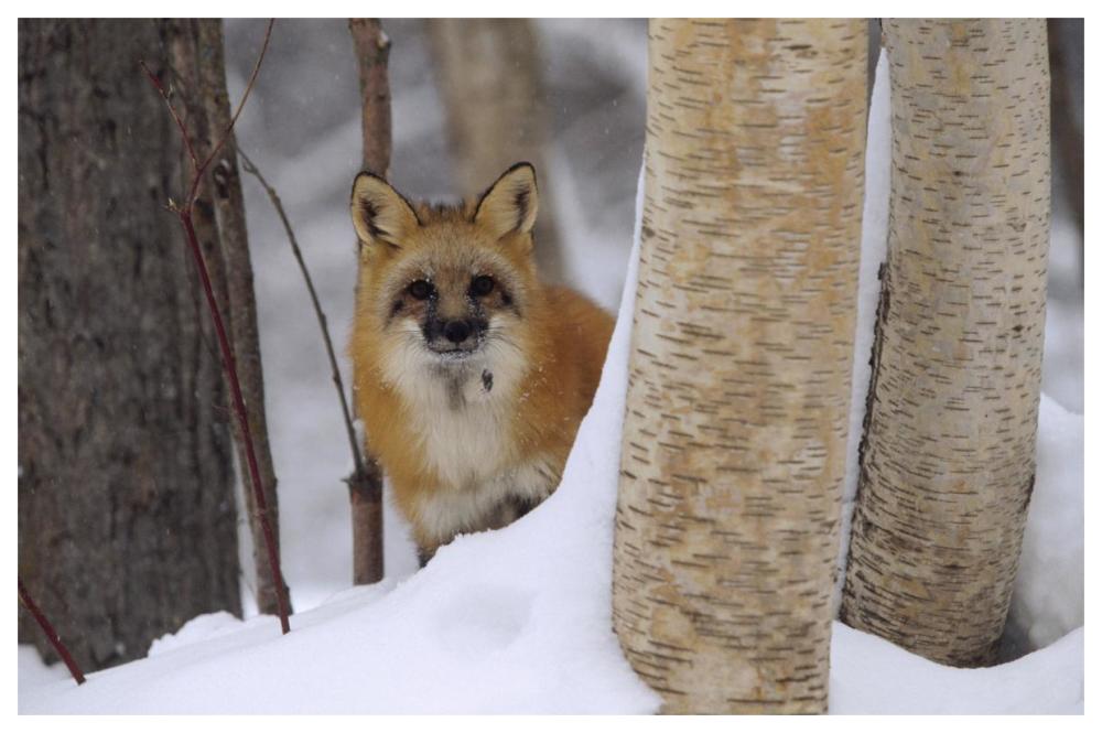 Red Fox Looking Out From Behind Trees In A Snowy Forest, Montana-Paper Art-62X42