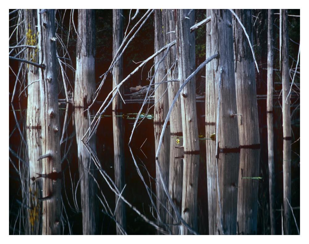 Western Red Cedar Trees, Oliphant Lake, British Columbia, Canada-Paper Art-18X14
