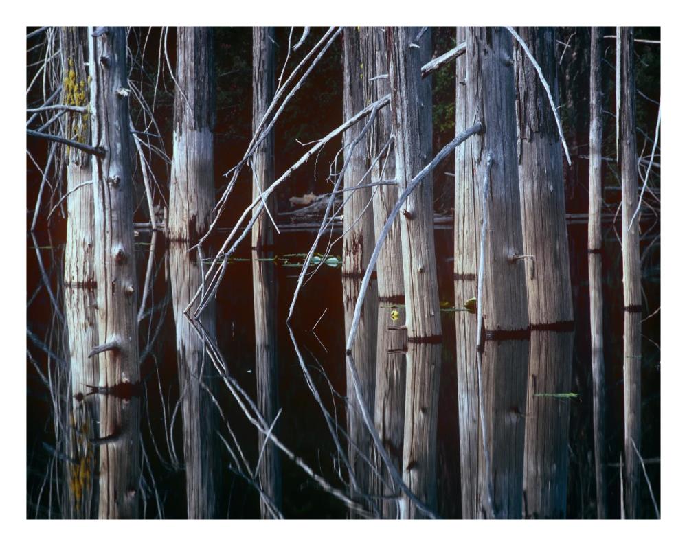 Western Red Cedar Trees, Oliphant Lake, British Columbia, Canada-Paper Art-26X20