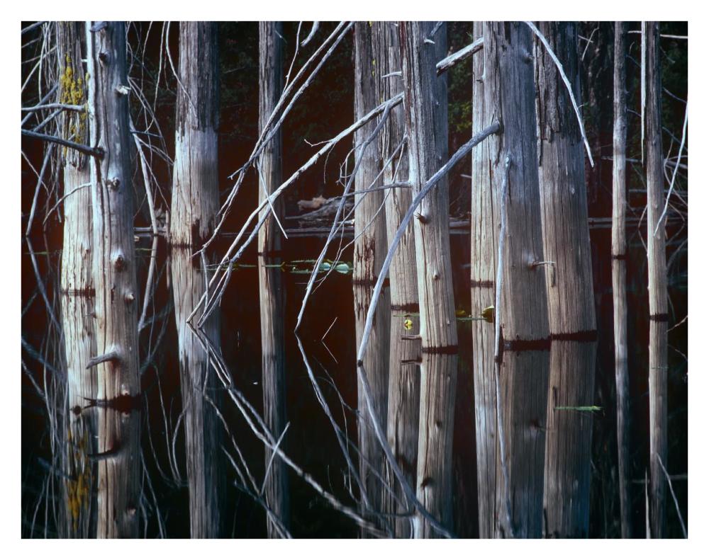 Western Red Cedar Trees, Oliphant Lake, British Columbia, Canada-Paper Art-34X26