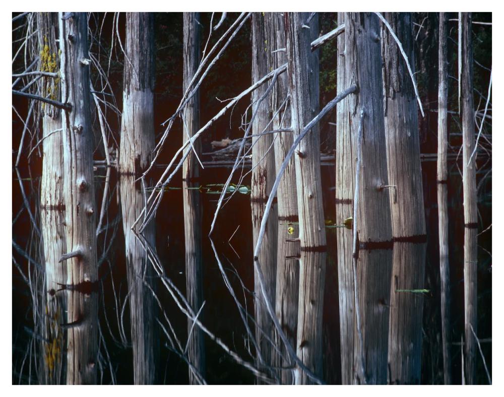 Western Red Cedar Trees, Oliphant Lake, British Columbia, Canada-Paper Art-42X32