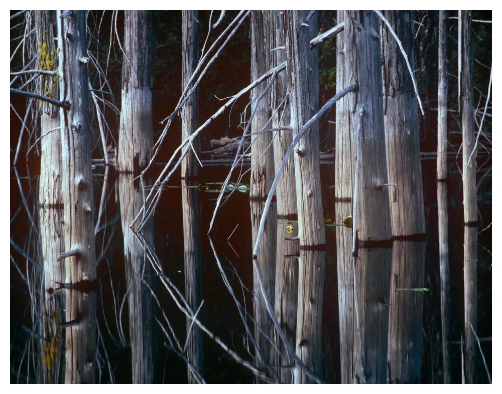 Western Red Cedar Trees, Oliphant Lake, British Columbia, Canada-Paper Art-50X38