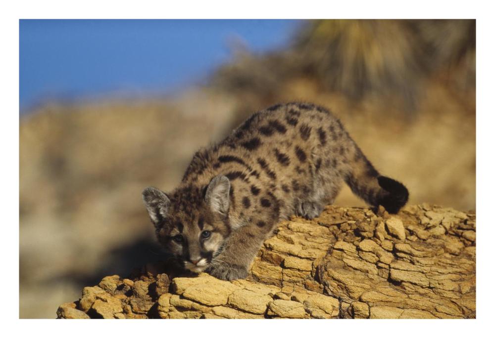 Mountain Lion Or Cougar Kitten With Speckled Coat, North America-Paper Art-26X18