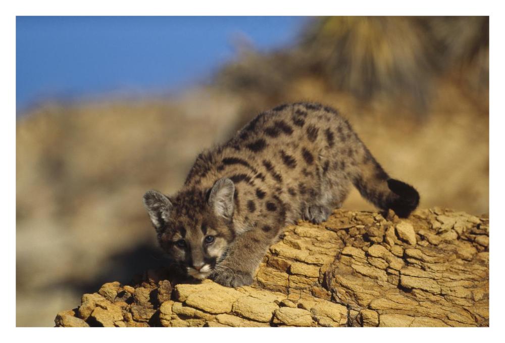 Mountain Lion Or Cougar Kitten With Speckled Coat, North America-Paper Art-32X22