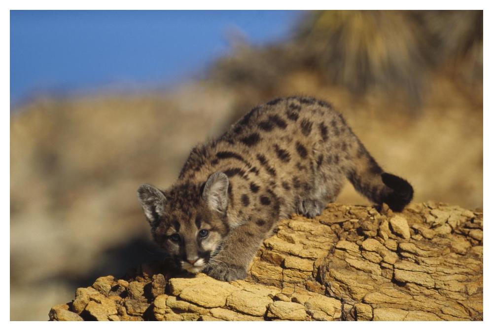 Mountain Lion Or Cougar Kitten With Speckled Coat, North America-Paper Art-50X34