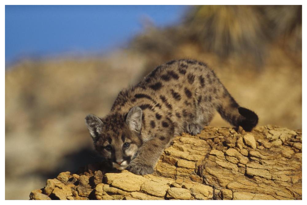 Mountain Lion Or Cougar Kitten With Speckled Coat, North America-Paper Art-62X42