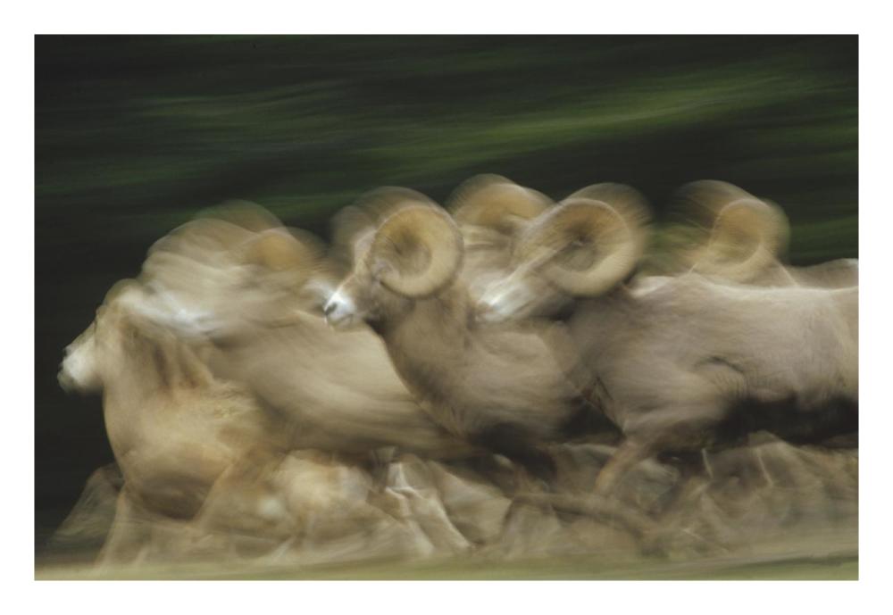 Bighorn Sheep Herd Running, Banff National Park, Alberta, Canada-Paper Art-26X18