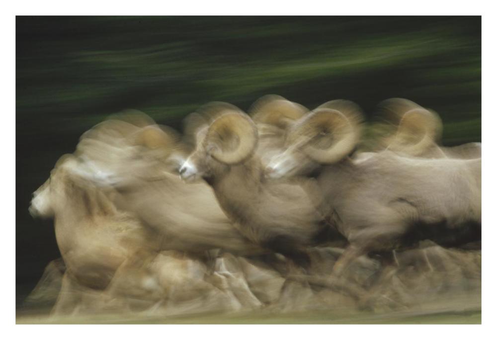 Bighorn Sheep Herd Running, Banff National Park, Alberta, Canada-Paper Art-32X22