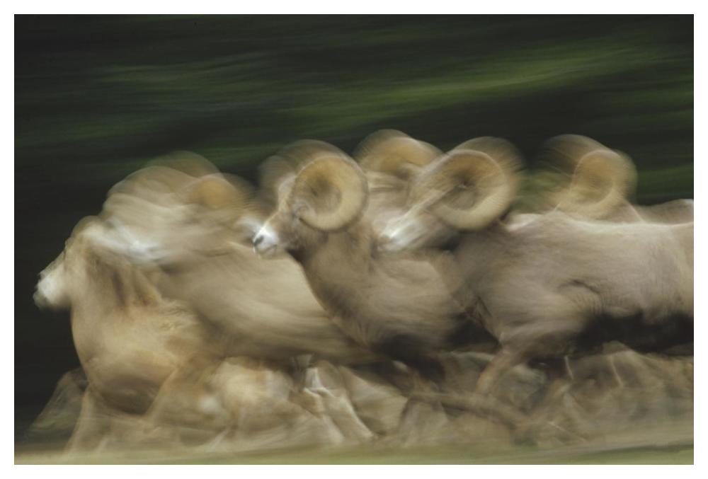 Bighorn Sheep Herd Running, Banff National Park, Alberta, Canada-Paper Art-50X34