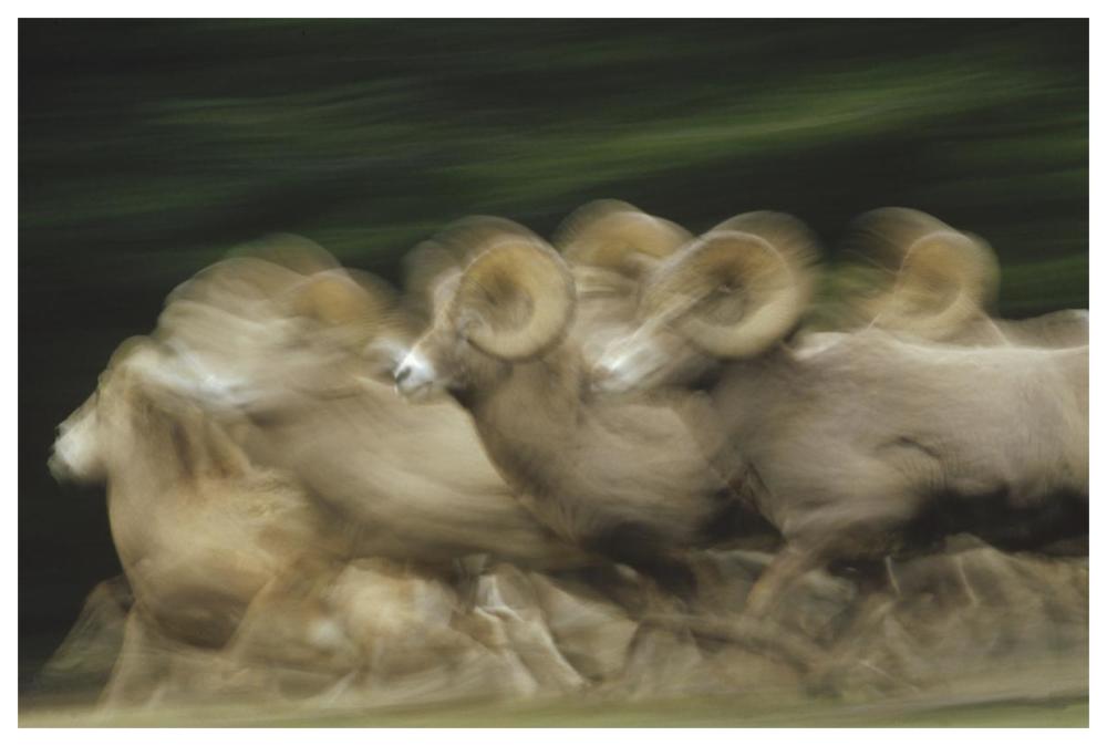 Bighorn Sheep Herd Running, Banff National Park, Alberta, Canada-Paper Art-62X42
