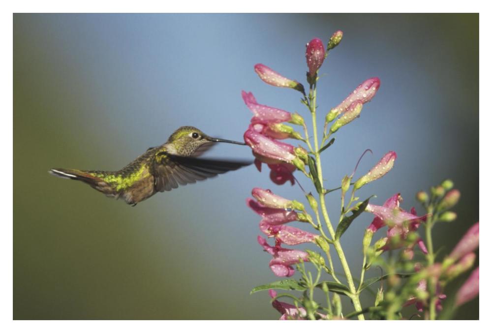 Broad-Tailed Hummingbird Juvenile Feeding On Flowers, New Mexico-Paper Art-20X14