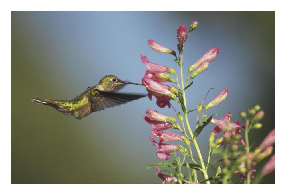 Broad-Tailed Hummingbird Juvenile Feeding On Flowers, New Mexico-Paper Art-26X18