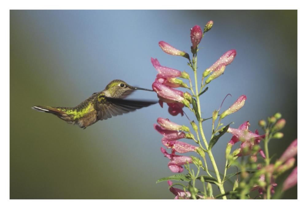 Broad-Tailed Hummingbird Juvenile Feeding On Flowers, New Mexico-Paper Art-32X22