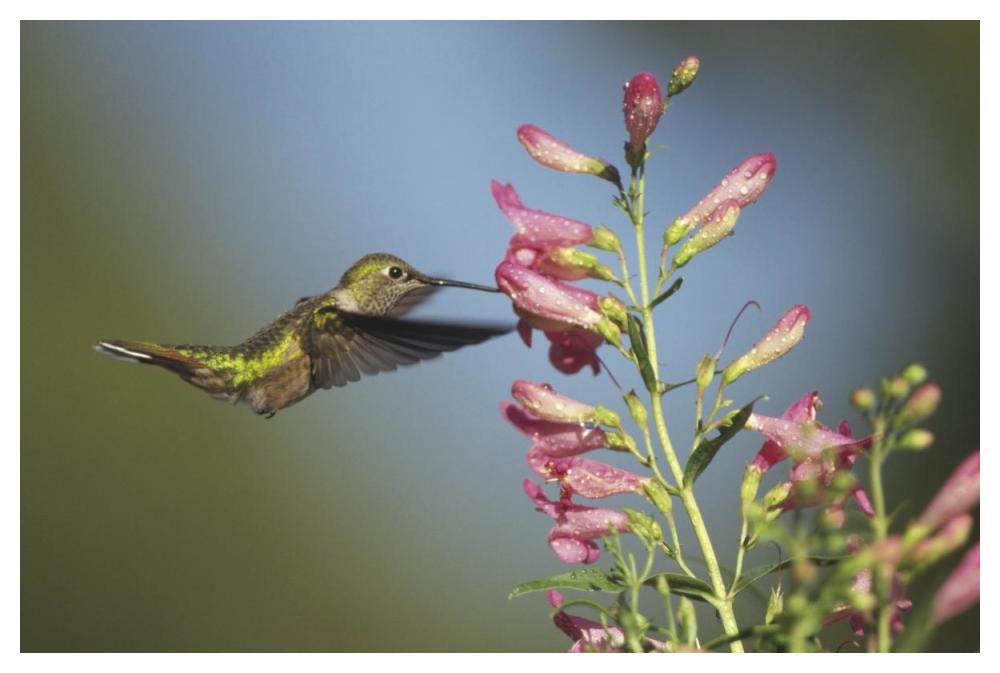 Broad-Tailed Hummingbird Juvenile Feeding On Flowers, New Mexico-Paper Art-50X34