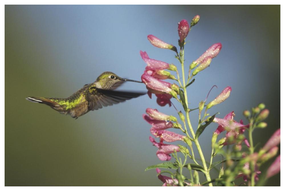 Broad-Tailed Hummingbird Juvenile Feeding On Flowers, New Mexico-Paper Art-62X42