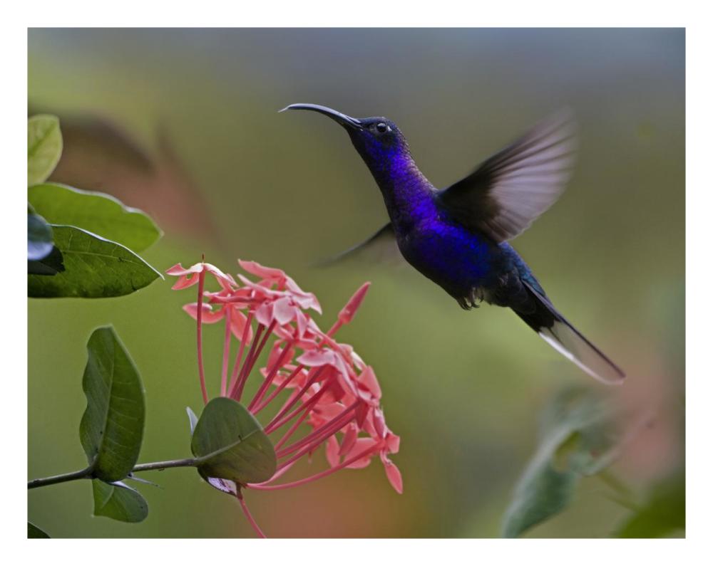 Violet Sabre-Wing Male Hummingbird Feeding At Flower, Costa Rica-Paper Art-26X20