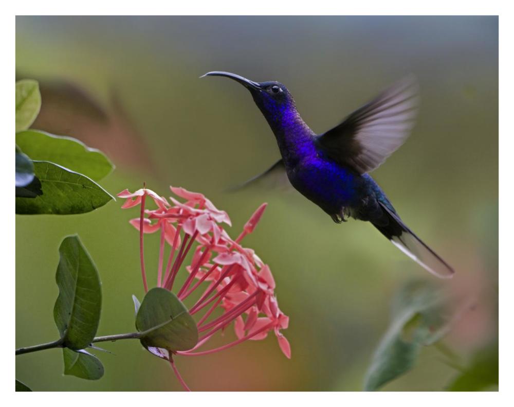 Violet Sabre-Wing Male Hummingbird Feeding At Flower, Costa Rica-Paper Art-34X26