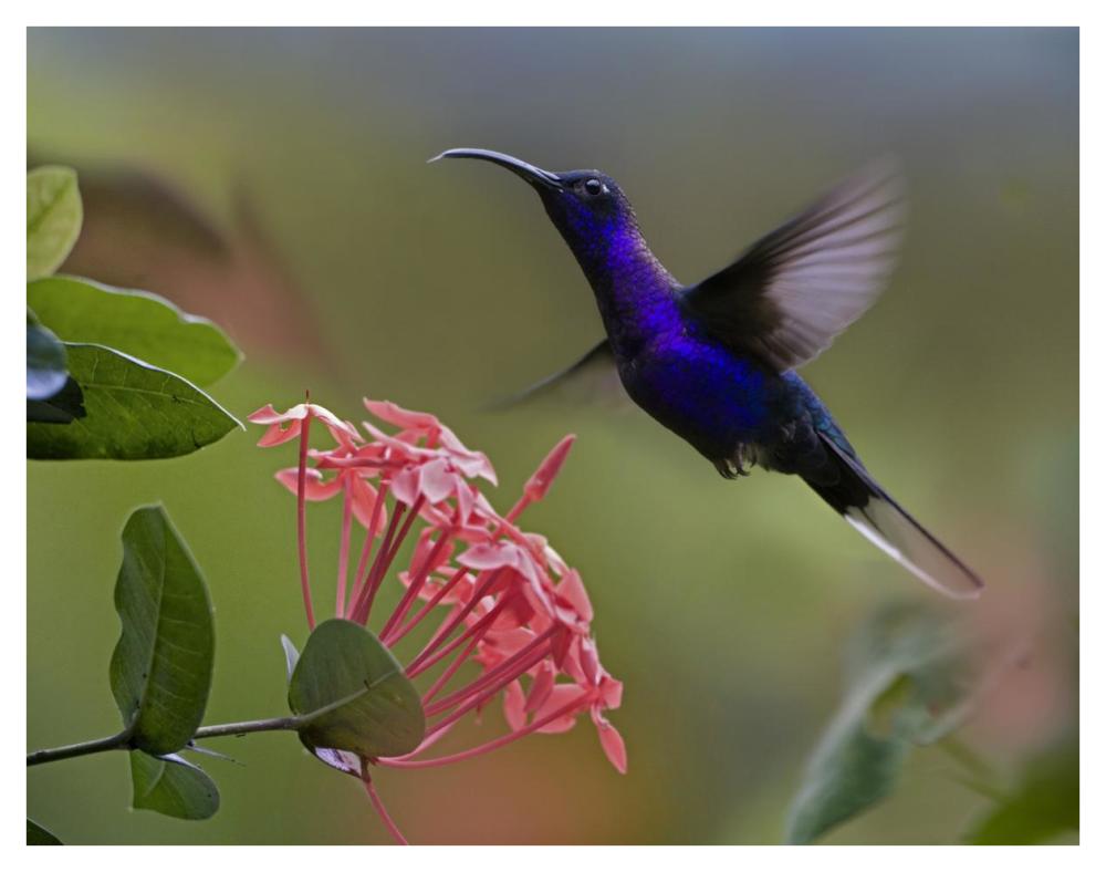 Violet Sabre-Wing Male Hummingbird Feeding At Flower, Costa Rica-Paper Art-42X32