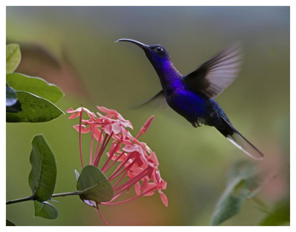 Violet Sabre-Wing Male Hummingbird Feeding At Flower, Costa Rica-Paper Art-50X38