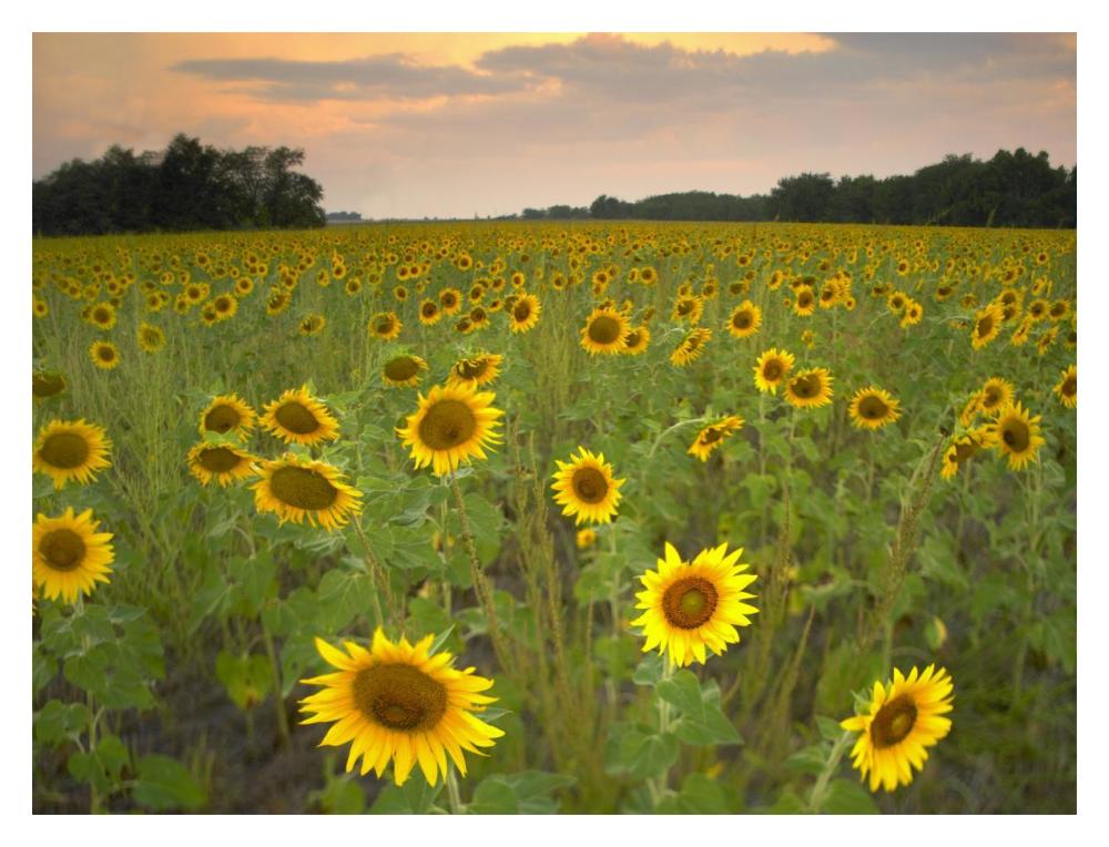 Field Of Sunflowers, Flint Hills National Wildlife Refuge, Kansas-Paper Art-18X14