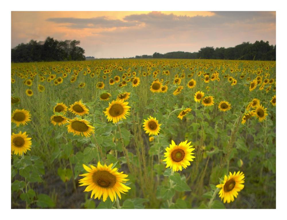 Field Of Sunflowers, Flint Hills National Wildlife Refuge, Kansas-Paper Art-26X20