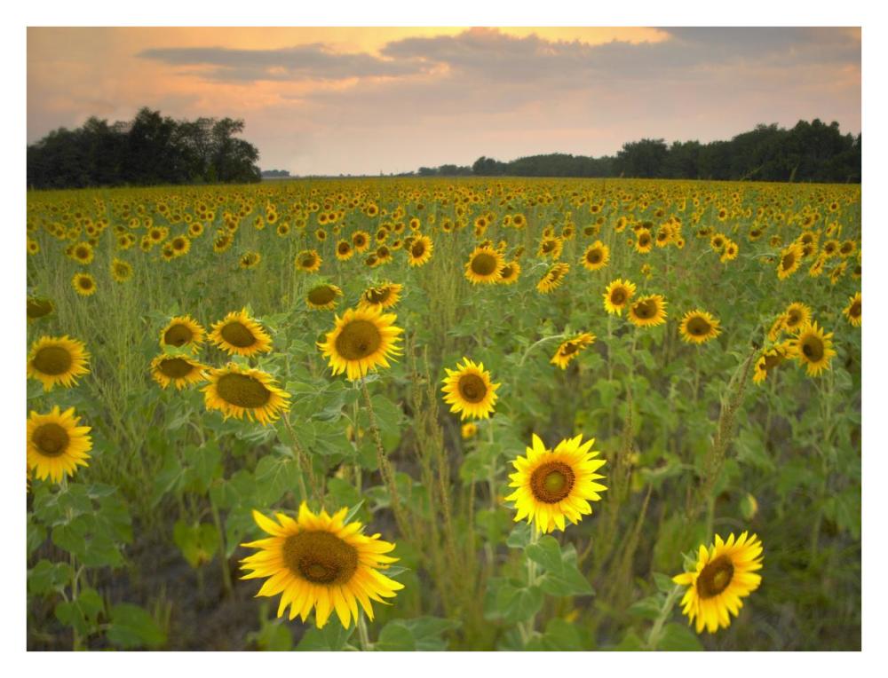 Field Of Sunflowers, Flint Hills National Wildlife Refuge, Kansas-Paper Art-34X26