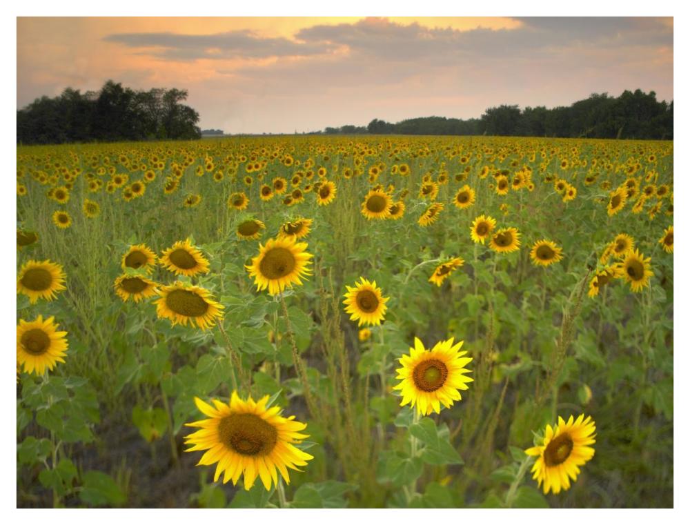 Field Of Sunflowers, Flint Hills National Wildlife Refuge, Kansas-Paper Art-42X32