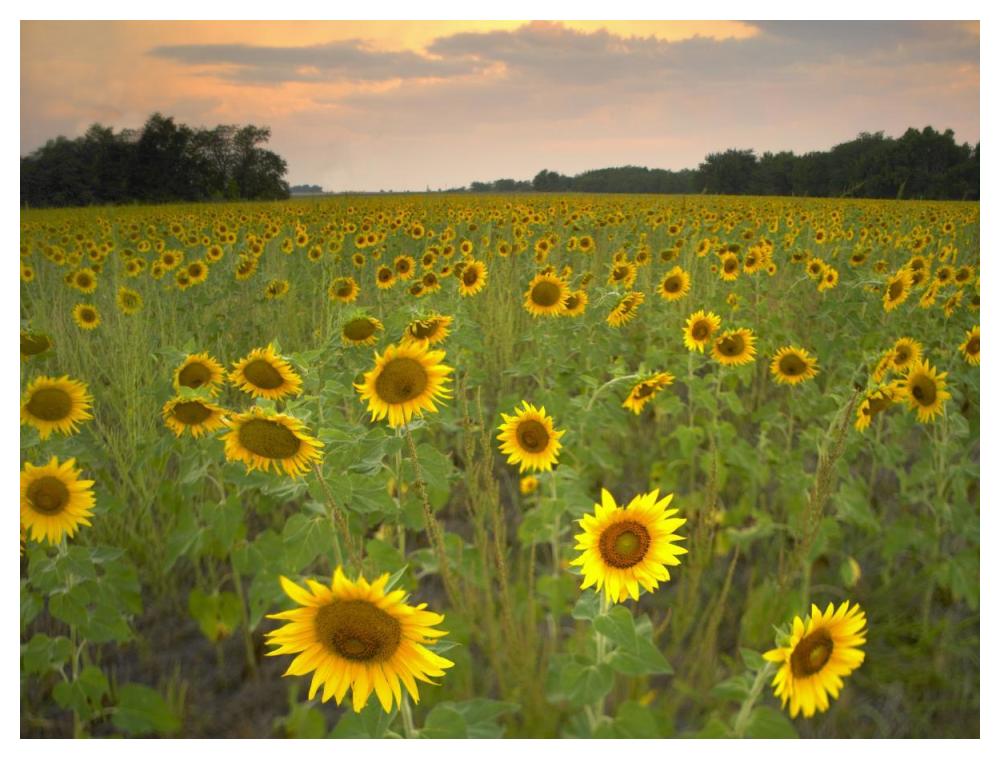 Field Of Sunflowers, Flint Hills National Wildlife Refuge, Kansas-Paper Art-50X38
